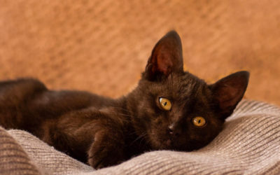 Consejos para tener un gato feliz