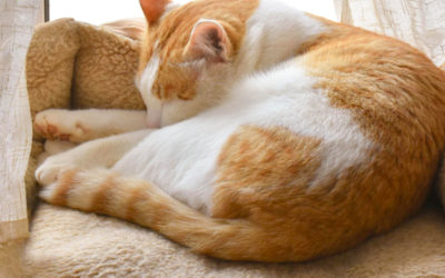 Hola, nuevo propietario de un gato