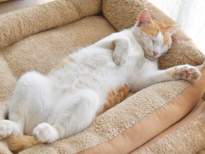 Hola, nuevo propietario de un gato