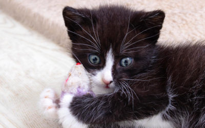 Qué es la adopción responsable?