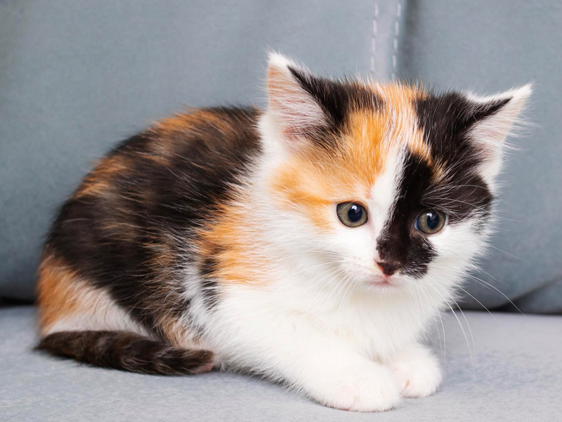 dar en adopción
