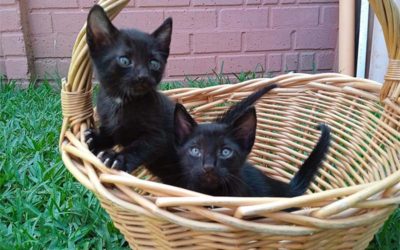 ¿Por qué deberías adoptar un gato?