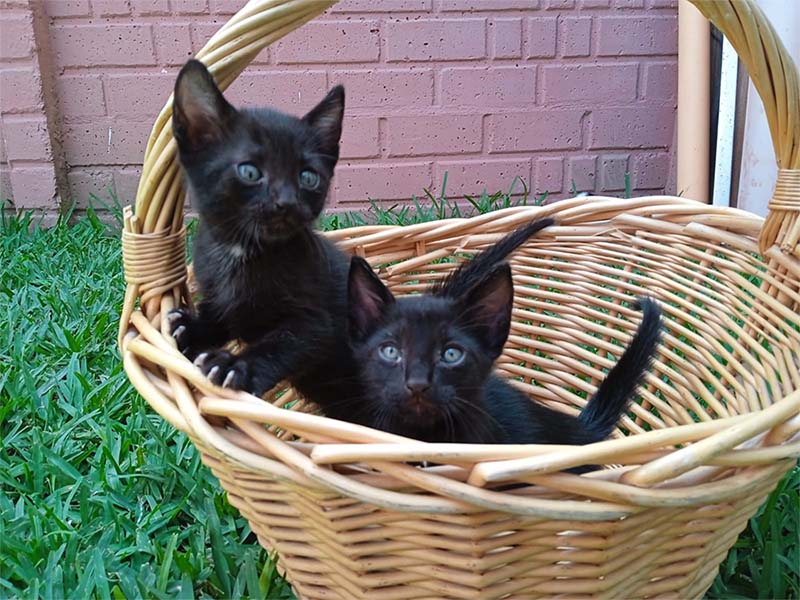Consejos para tener un gato feliz