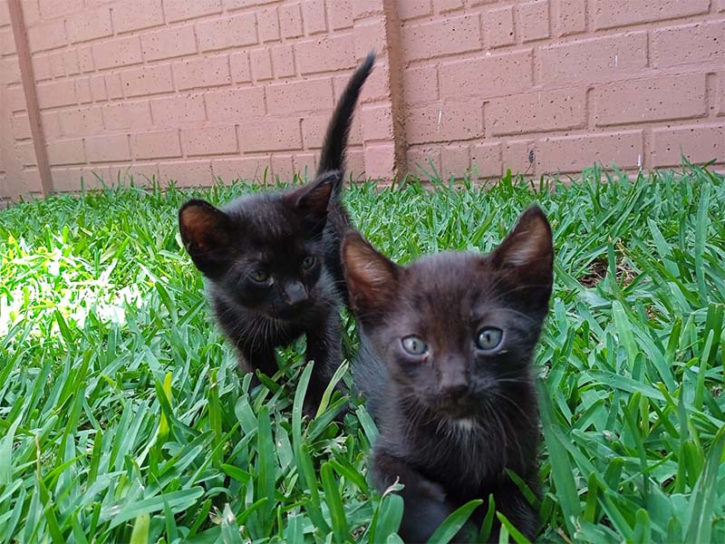 Qué es la adopción responsable?