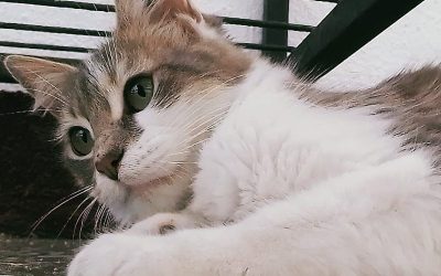 Guía completa paso a paso, sobre cómo adoptar un gato